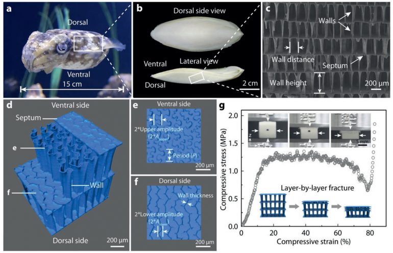 3D打印人造肌肉實現新突破，可以輕松舉起自身重量的1000倍